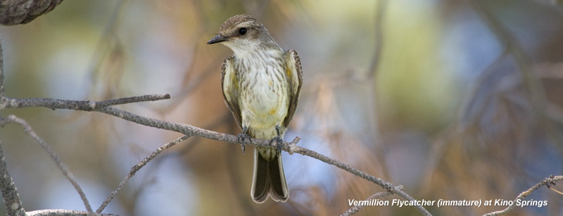 Vermillion Flycatcher