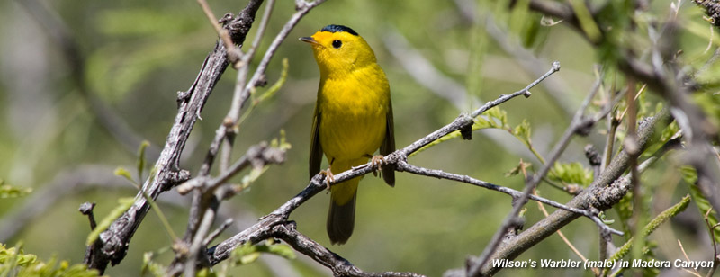 Vermillion Flycatcher