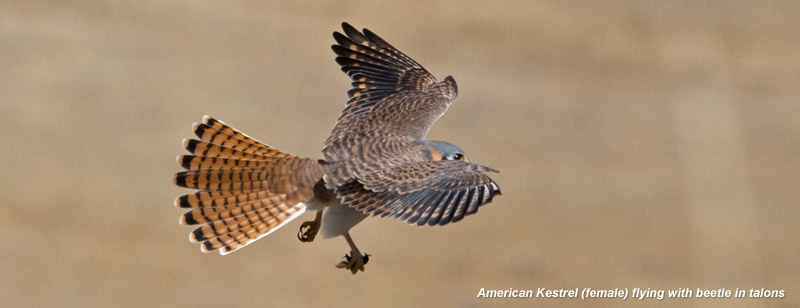 American Kestrel