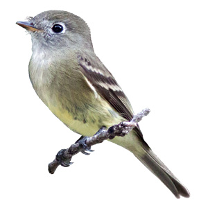 Flycatchers Workshop