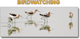 Birdwatching